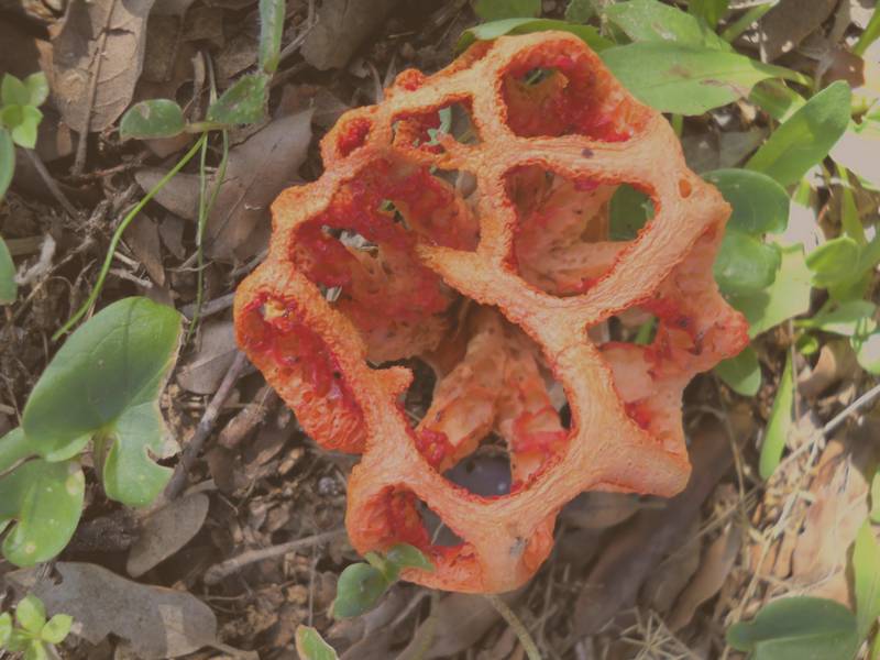 ...Clathrus ruber?